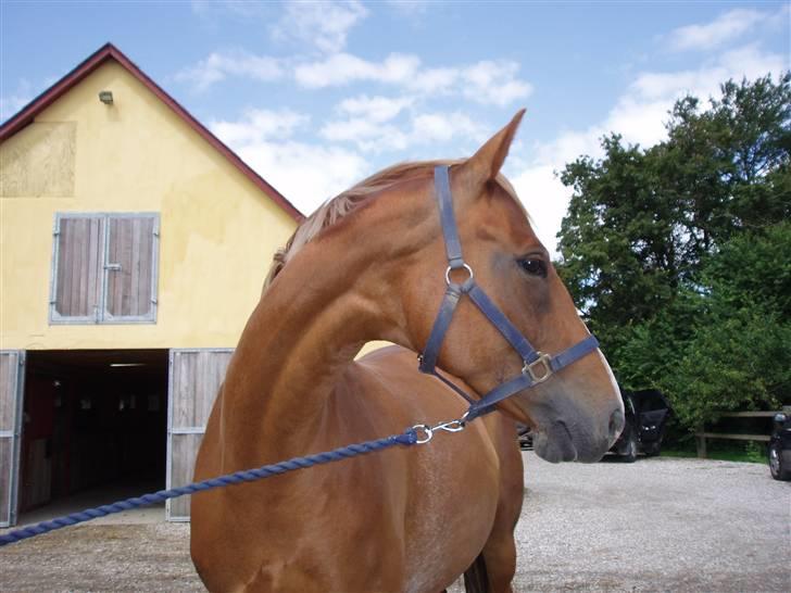 Dansk Varmblod Vanessa-B - Lige da hun var kommet til sjælland. billede 17