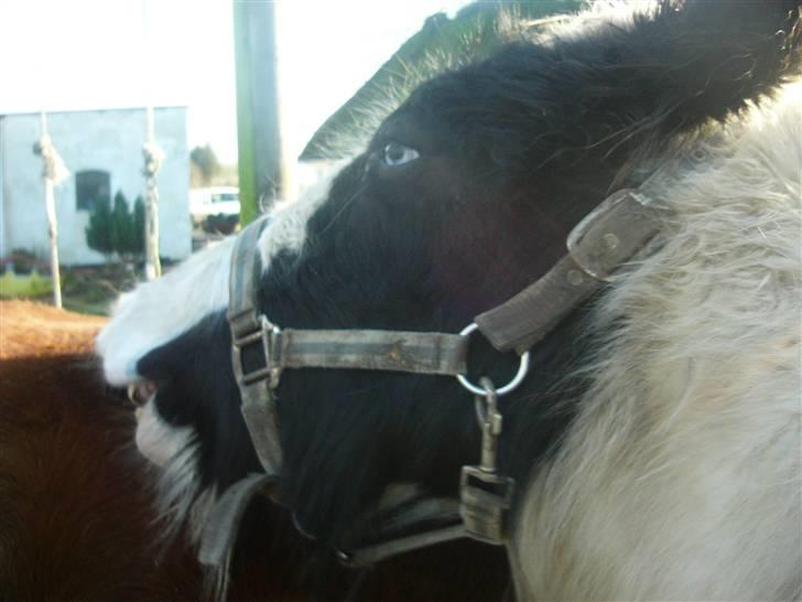 Irish Cob Molan - Han er social og sød overfor andre heste. billede 4