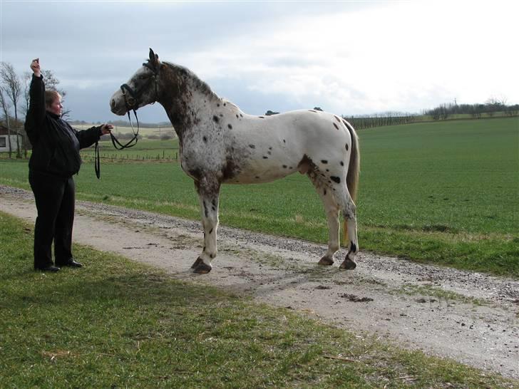 Knabstrupper Skalgårdens Picasso solgt RIP - Er jeg ikke smuk billede 1