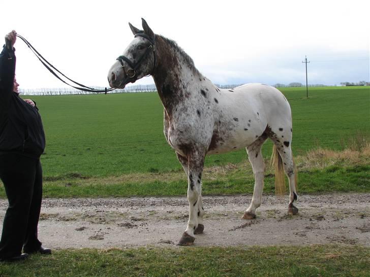 Knabstrupper Skalgårdens Picasso solgt RIP - Her er jeg også smuk billede 2