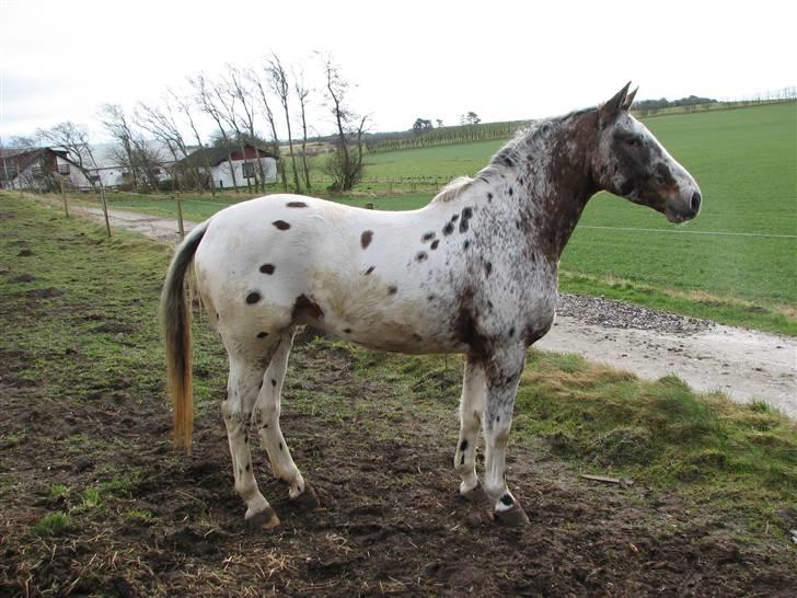 Knabstrupper Skalgårdens Picasso solgt RIP - jeg var også smuk sidste år selv om jeg var lidt tykkere  billede 3