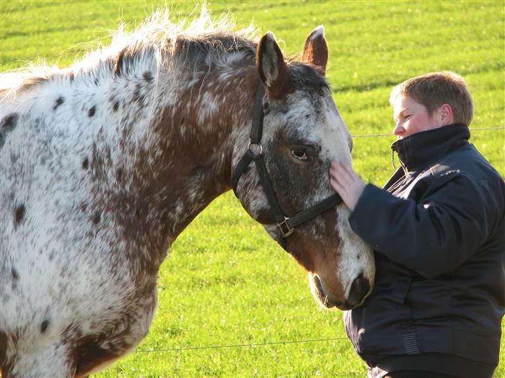 Knabstrupper Skalgårdens Picasso solgt RIP - Ååhhhhhhhhh det er dejligt billede 4