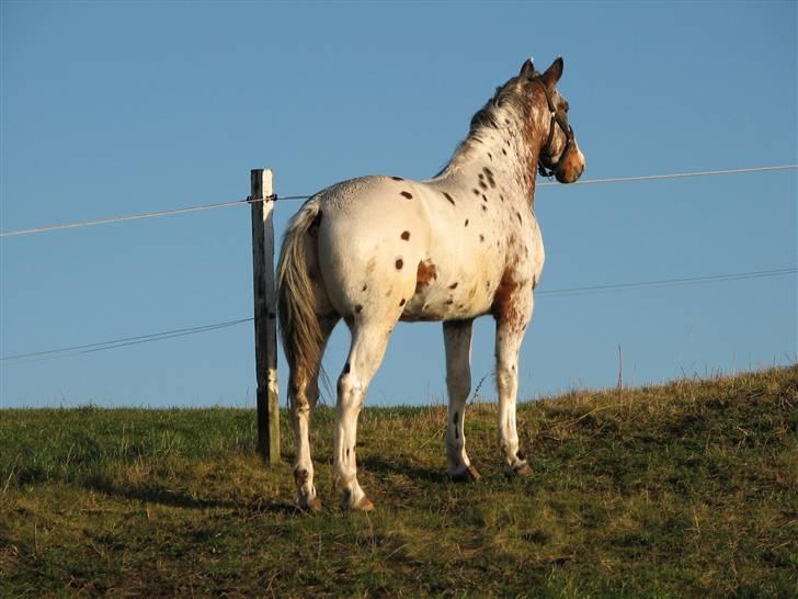 Knabstrupper Skalgårdens Picasso solgt RIP - Jeg holder øje med naboens ponyer billede 5