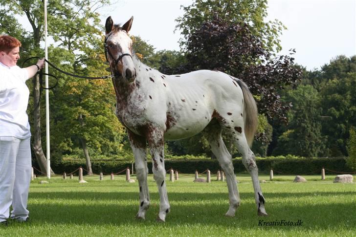 Knabstrupper Skalgårdens Picasso solgt RIP - Følskue 2005 9 mdr. gammel 7 point i helhed billede 6