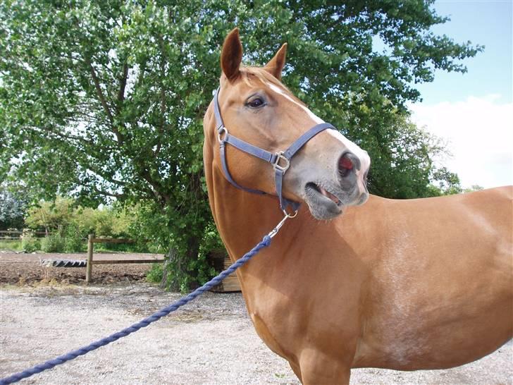 Dansk Varmblod Vanessa-B - Igen. :) billede 18