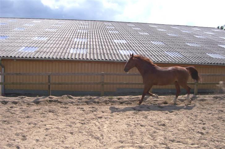 Anden særlig race Sheik (Solgt) - Trave kan han da også (: billede 19