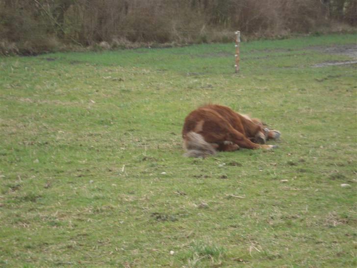 Shetlænder Don B - Rulle pølsen billede 6