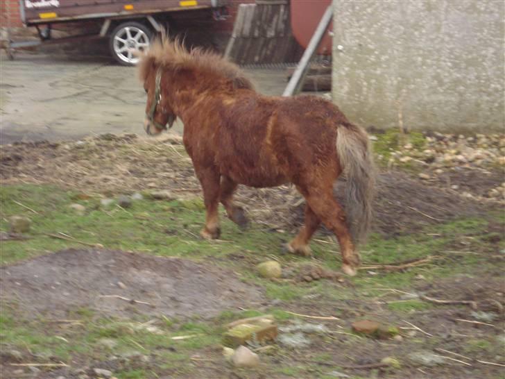 Shetlænder Don B - Går mod indgangen billede 7