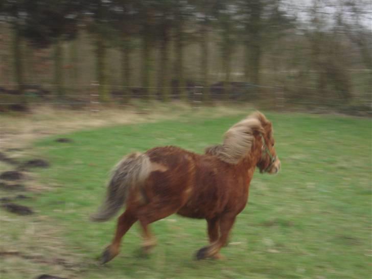 Shetlænder Don B - og løber væk igen billede 8