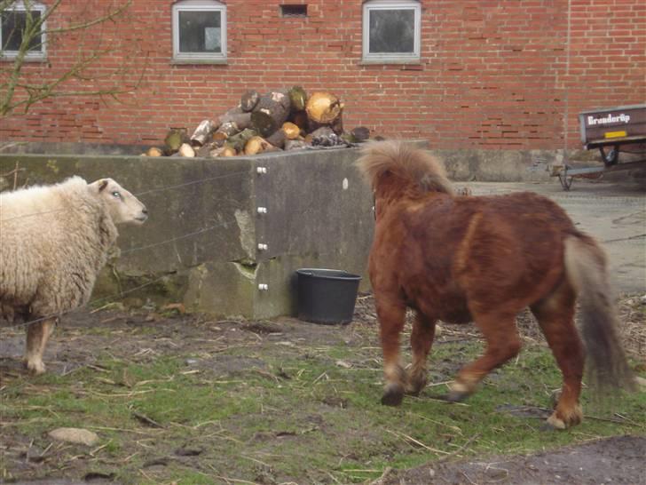 Shetlænder Don B - Hva er i dog for nogle..? billede 9