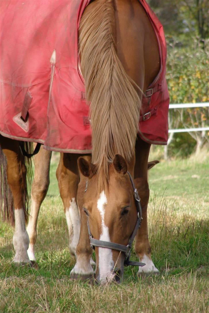Dansk Varmblod Vanessa-B - Hun er da smuk =D billede 20