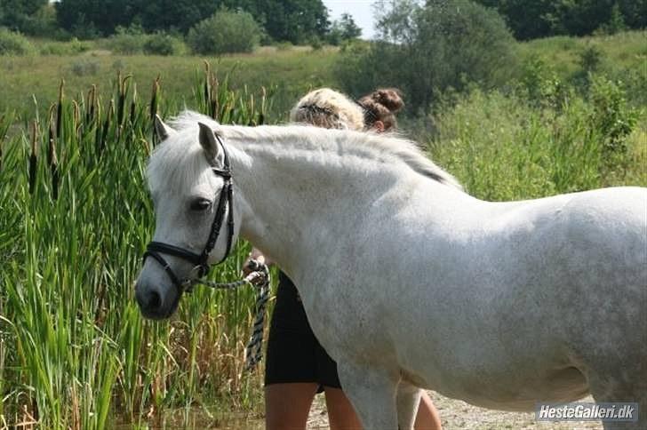 Anden særlig race Cloe :'( Min engel! R.I.P - Velkommen til min engels profil <3 Hvil i fred min hvide prinsesse!  billede 1