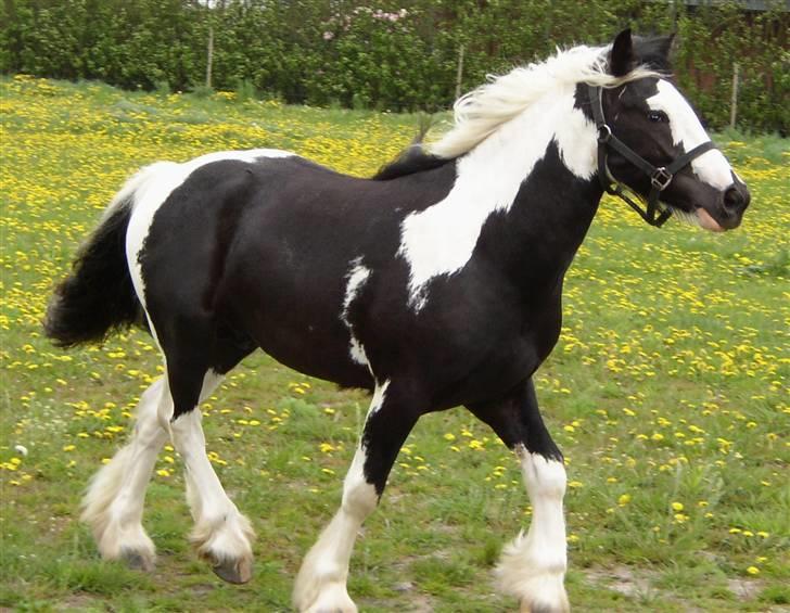 Tinker Noel  - 1-2-2008.  ca. 6 mdr.gammel billede 12