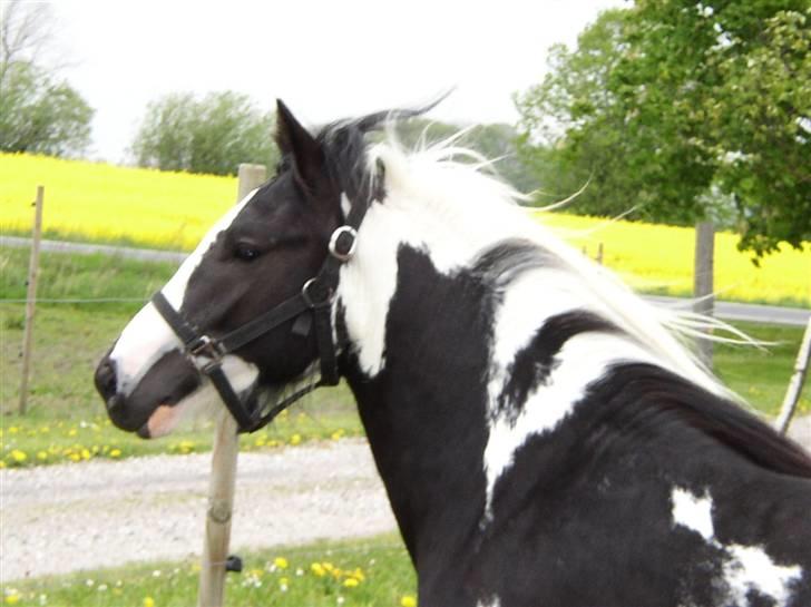 Tinker Noel  - 1-2-2008.  ca. 6 mdr. gammel billede 13