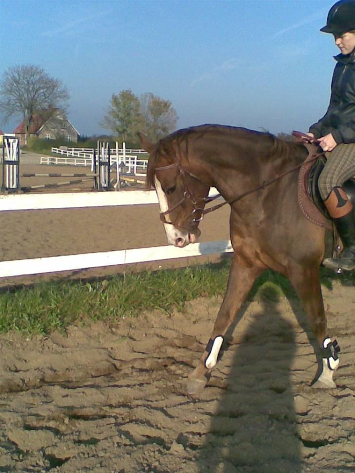 Hollandsk Sportspony Baltasar-DEN BEDSTE-R.I.P - Fin pony!, En af de første gange jeg red ham <3 billede 6