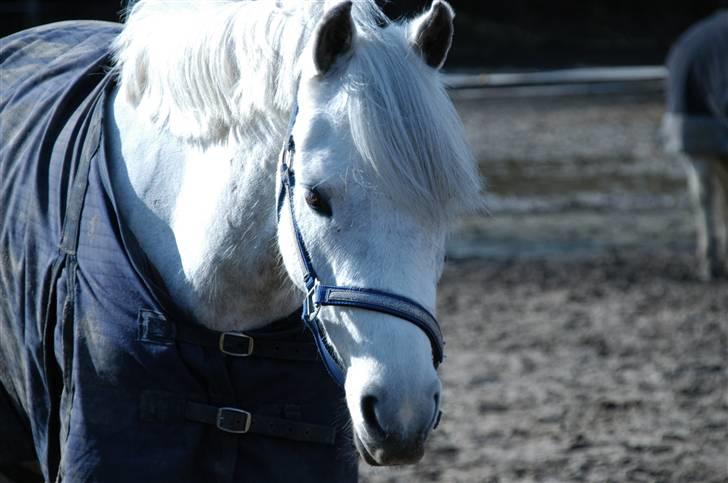 Tysk Sportspony Baloo<333 **solgt** DØD - baloo billede 19