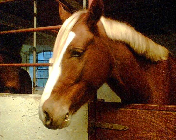 Welsh Pony af Cob-type (sec C) Skonhøjs Blue Eye [Frank] - er man sur idag , musen (LL) billede 12