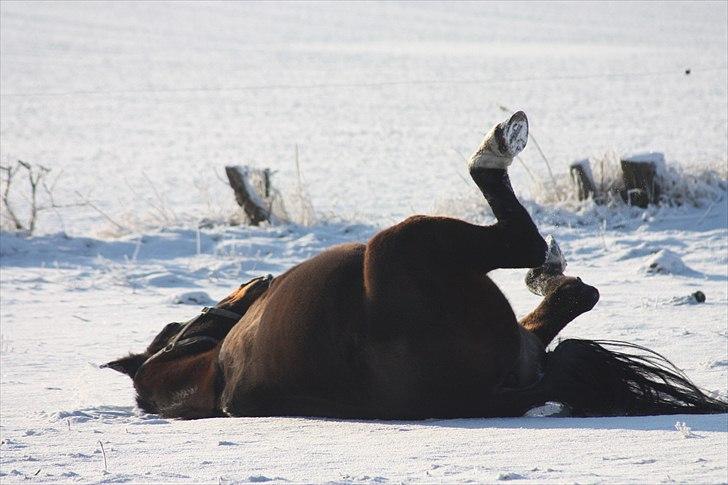 Traver Vic McGuire 25/6-2014 - NYT: Dec 2010 billede 4