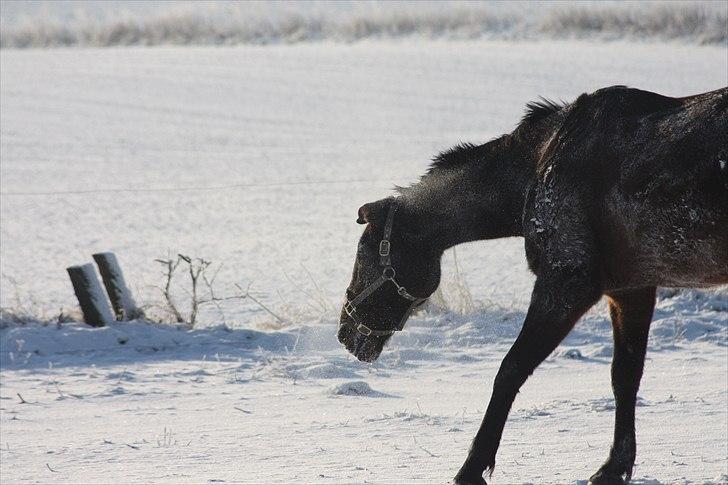 Traver Vic McGuire 25/6-2014 - NYT: Dec 2010 billede 5