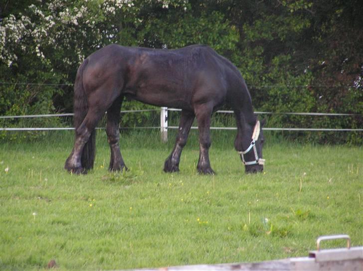 Frieser Hilda B - det her er hjemme hos kaj tove billede 19