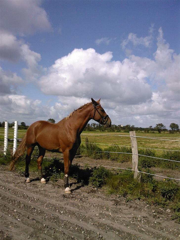 Dansk Varmblod Loui (SOLGT) billede 3