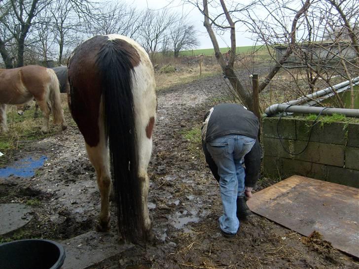 Anden særlig race Miss MoonLight - Når enden er god, er alting godt | MUL FOTO | billede 19