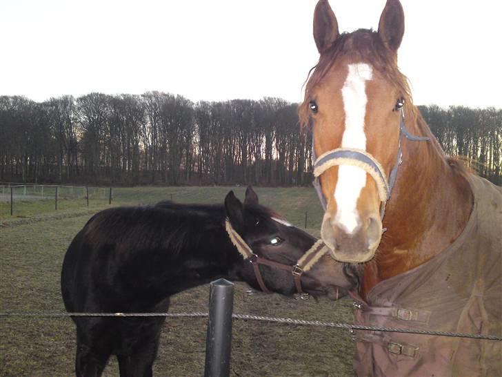 Anden særlig race sebastian - sebastian og dior billede 18