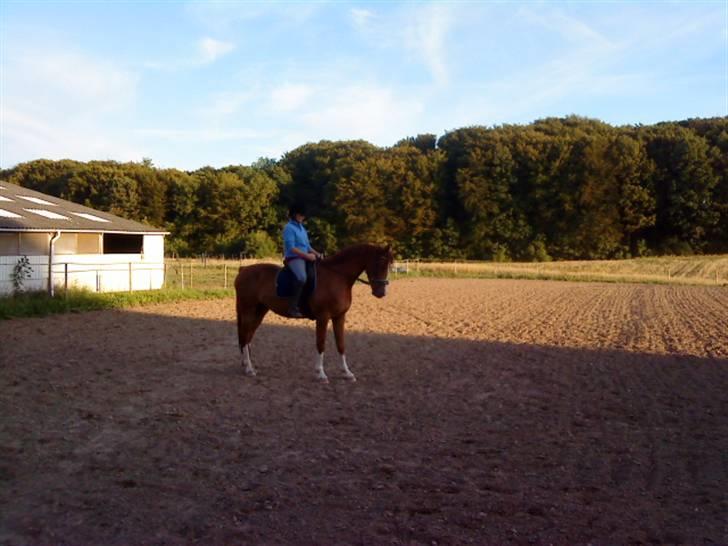 Anden særlig race sebastian - sebastian billede 19