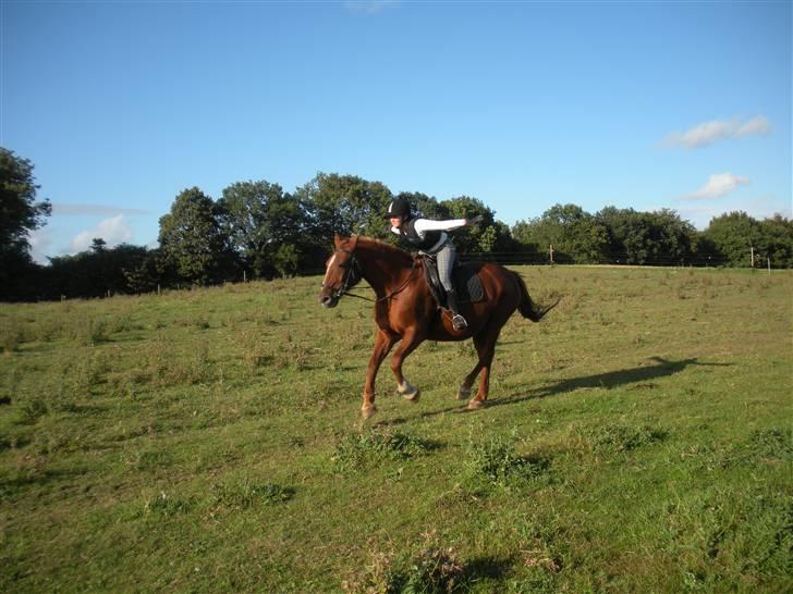 Frederiksborg Signe Lysdal - I belive i can fly :´) - Første gang i lang til med sadel :D<3 billede 2