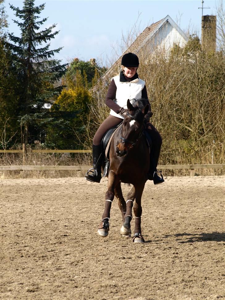 Dansk Varmblod Rubina Imhoff "Rubbies" - D. 29-03-09 billede 4