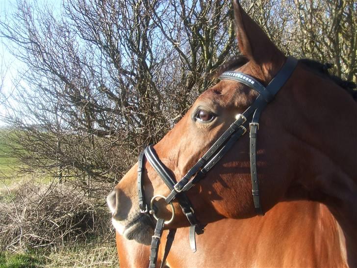 Hollandsk Varmblod Rachella - Davs i hytten og velkommen :) Dette er så min lille tykke pony, håber i kan lide damen? Vil super gerne have ris og ros og skriv endelig, er altid frisk på en sludder :P Hygge´hejsa men´sker (: billede 1