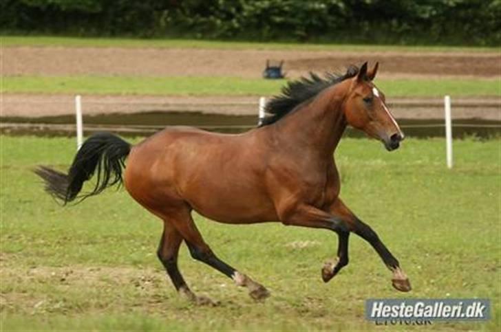 Hollandsk Varmblod Rachella - Tossen på fold, taget af L-foto sommeren 2007 - en overskyet dag. billede 2