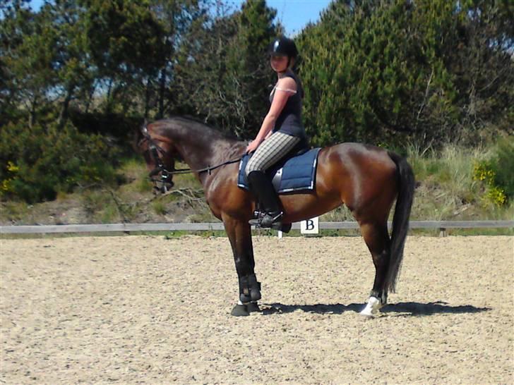 Hollandsk Sportspony Clio  - Velkommen til clio´s profil:D billede 1