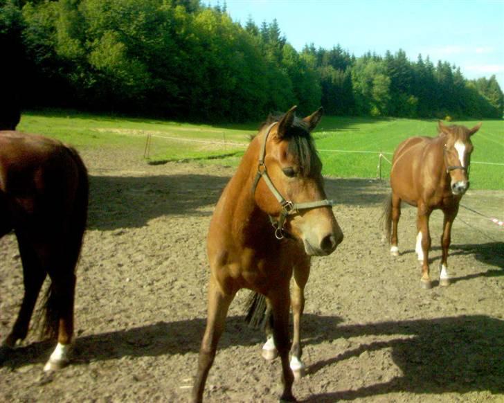 Anden særlig race Bacardi billede 3