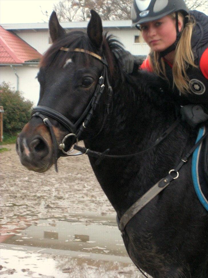 Welsh Partbred (Sec F) Viktor - Solgt :'( - 29/10-2010. Sidste dag med viktor.. Jeg savner dig skat.. Men jeg ved du har det fantastisk hos Mathilde!  billede 8