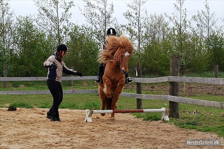 Islænder Sleipnir fra eskildsminde - Sleipnirer er en hest for alle. Her springer han med Maja billede 15