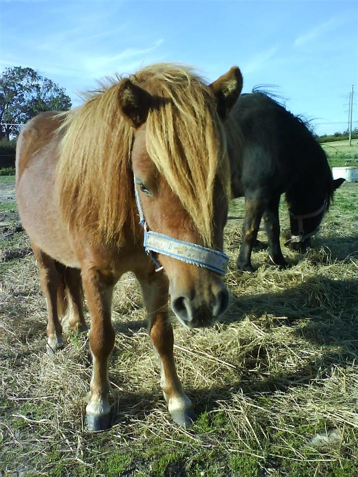 Shetlænder Annagaard Bagheera R.I.P - maj 07 hvor han hygger med hopperne billede 1