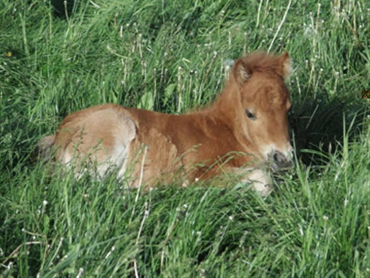 Shetlænder Annagaard Bagheera R.I.P - her er han 2 mdr gammel billede 2