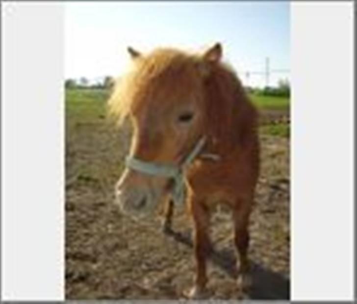 Shetlænder Annagaard Bagheera R.I.P - taget lige da vil fik ham hjem da han var 7 mdr billede 3