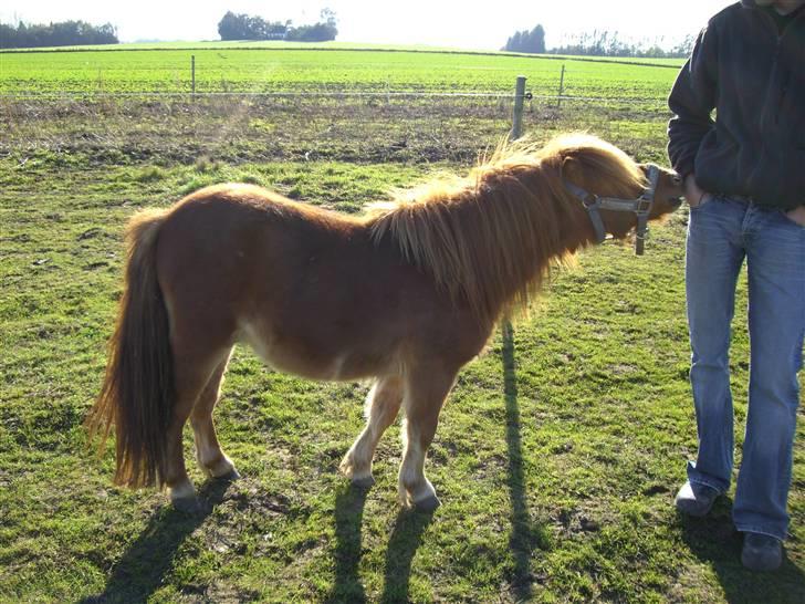 Shetlænder Annagaard Bagheera R.I.P - Har du noget i lommen til mig? billede 4
