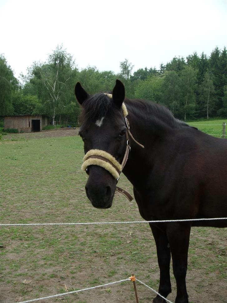 Anden særlig race Black Beauty  - Velkommen til den tykke´s profil. :P billede 1