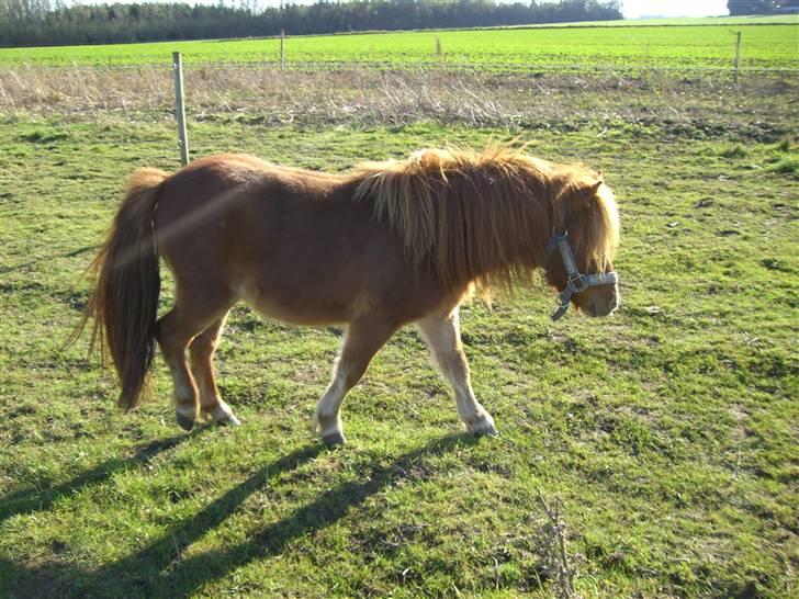Shetlænder Annagaard Bagheera R.I.P - Hov.. vent på mig.. billede 5