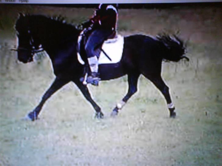 Anden særlig race Black Beauty  - mig og Beauty, i sommeren 07. billede 2