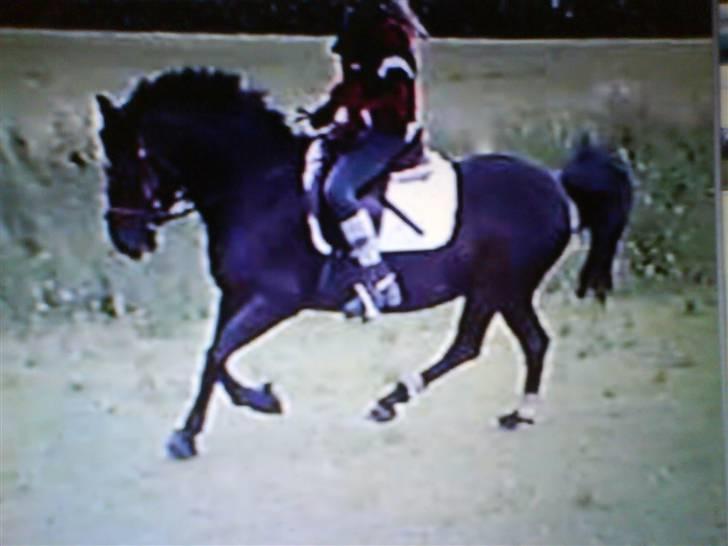 Anden særlig race Black Beauty  - Mig og Beauty, igen i sommeren 07 billede 3