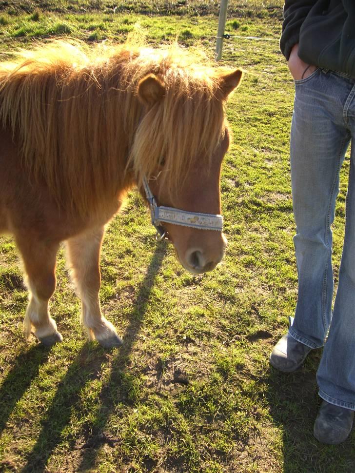 Shetlænder Annagaard Bagheera R.I.P - Uhh.. hun tager jo billeder.. billede 6