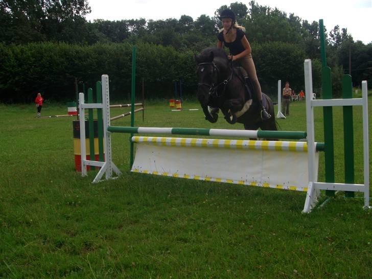 Anden særlig race Black Beauty  - søster & Beauty springtræning. billede 4