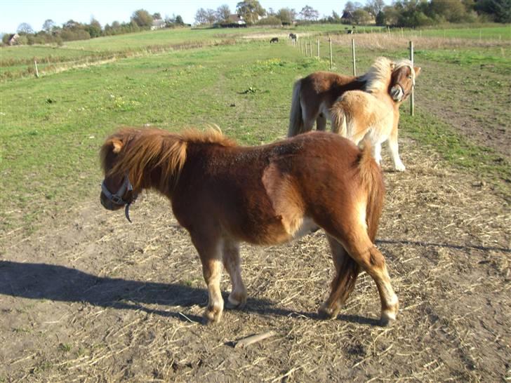 Shetlænder Annagaard Bagheera R.I.P - Stiller mig lige på forand de andre så jeg er klar.. billede 7