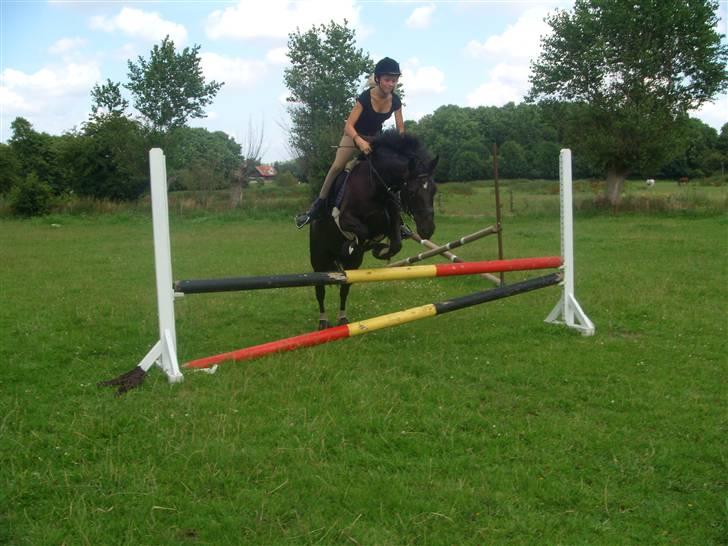 Anden særlig race Black Beauty  - søster & Beauty springtræning. billede 5