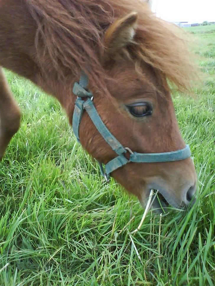 Shetlænder Annagaard Bagheera R.I.P - 1 dag hos os billede 8