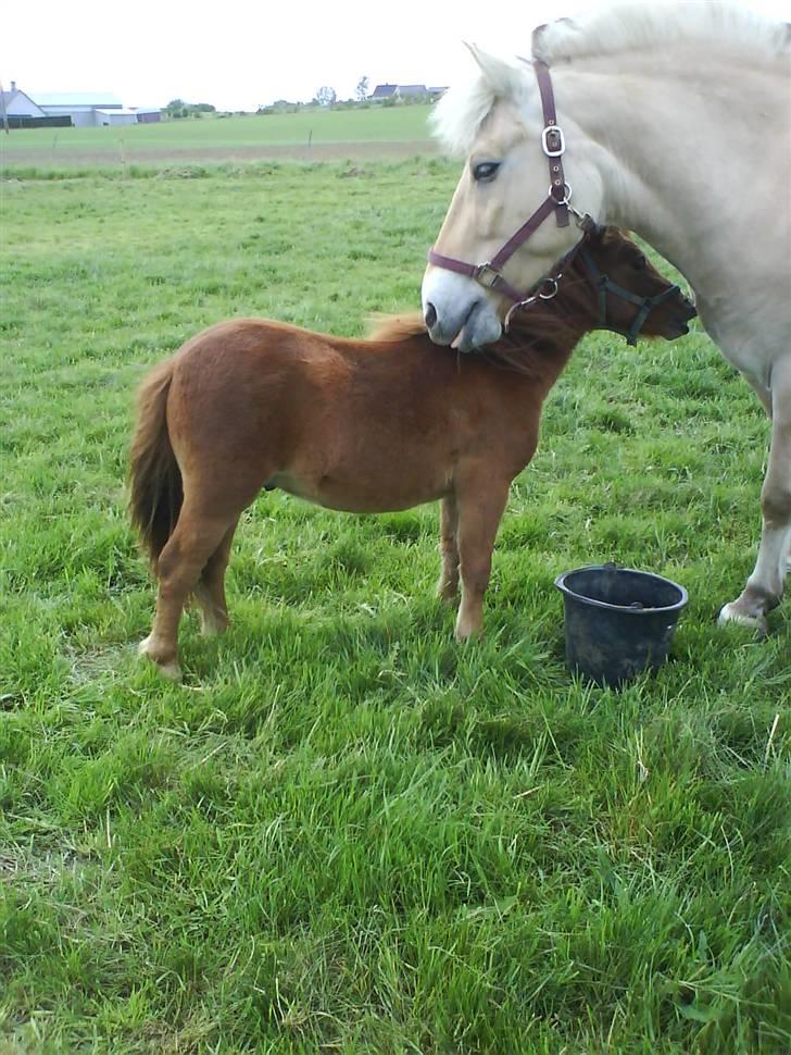 Shetlænder Annagaard Bagheera R.I.P - Mødet med den store Thor.. billede 9